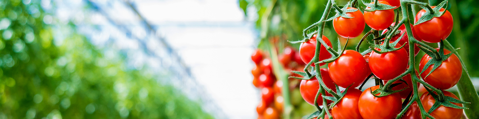 熟練暗黙知とAI技術の融合によりトマト栽培管理を高度化