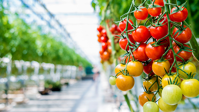 小林クリエイト株式会社-熟練暗黙知とAI技術の融合によりトマト栽培管理を高度化